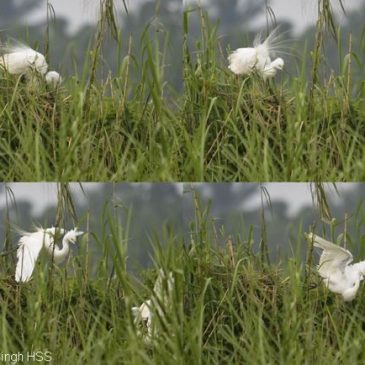 Intermediate Egret breeding in Peninsular Malaysia [IV]