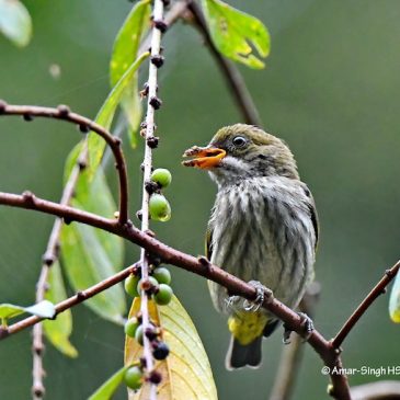 Yellow-vented Flowerpecker – juveniles and food sources