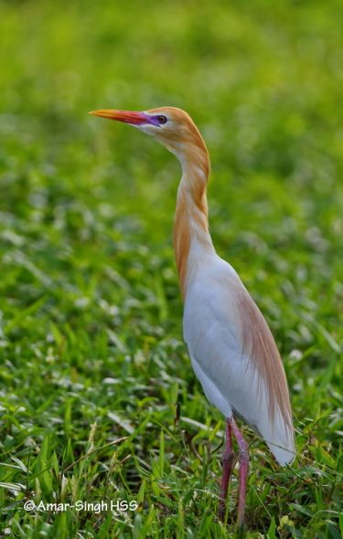 Cattle Egret - The Australian Museum