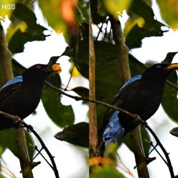 Asian Fairy Bluebird – calls and feeding