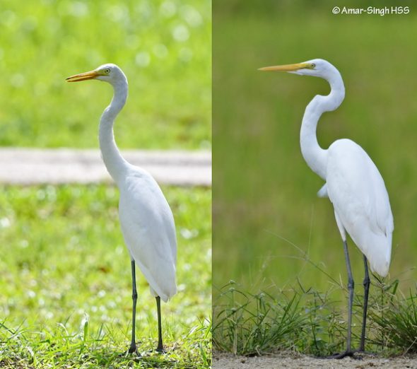 Intermediate Egret vs Great Egret - Bird Ecology Study Group