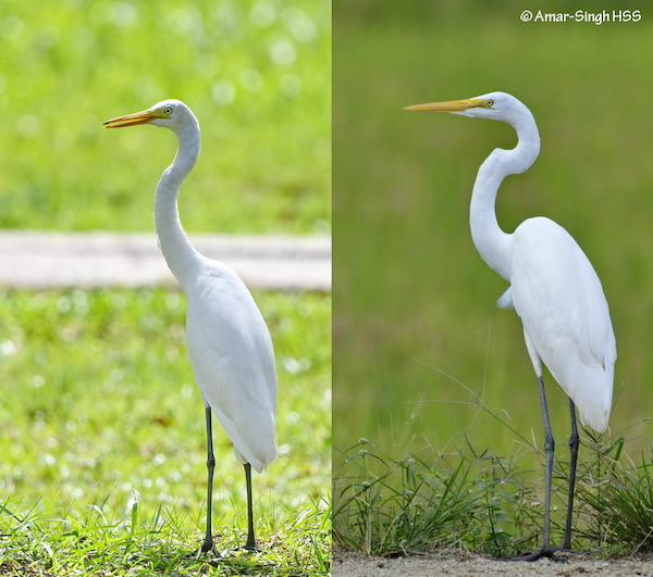 intermediate-egret-vs-great-egret-bird-ecology-study-group