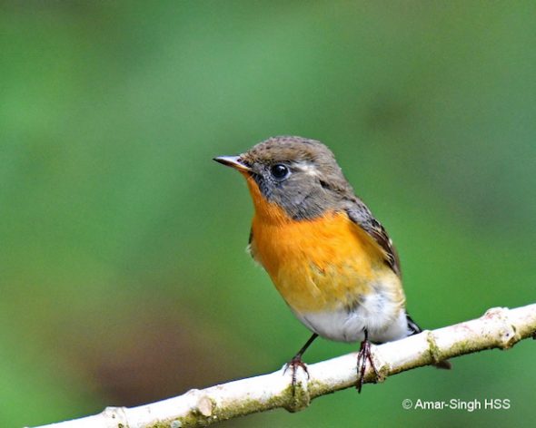 Mugimaki Flycatcher - 1st winter males - Bird Ecology Study Group