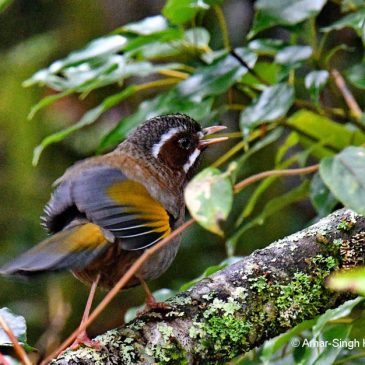 White-whiskered Laughingthrush – song and calls