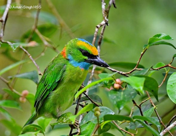 Yellow-crowned Barbet feeding on figs - Bird Ecology Study Group