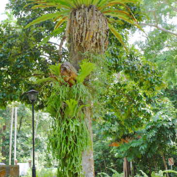 Nature-Singapore: 3. Ferns and orchids growing on wayside trees