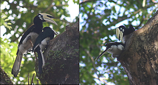 Oriental Pied Hornbill: Yet another courtship at Changi