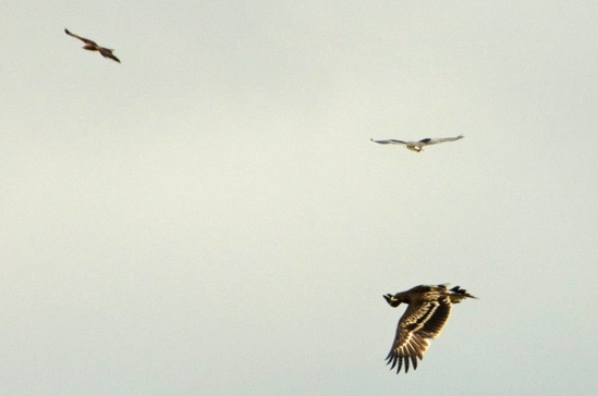 Eagle attacking Kite’s nest