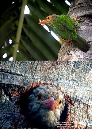 The ubiquitous Lineated Barbet