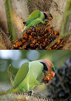 Hanging parrot, parakeets and oil palms