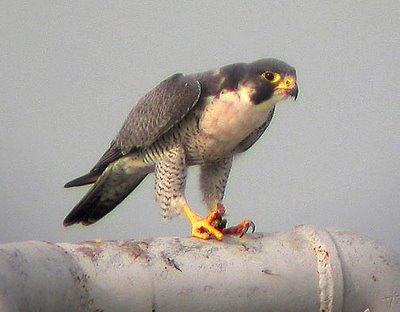 Peregrine Falcon feasting on a Black-naped Oriole