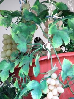 Yellow-vented Bulbul nesting in an artificial plant