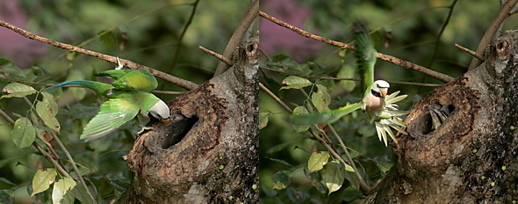 Oriental Pied Hornbill: Nesting distractions