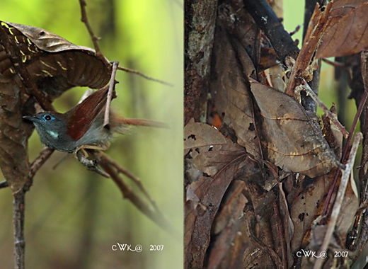 Chestnut-winged Babbler: Courtship and nest