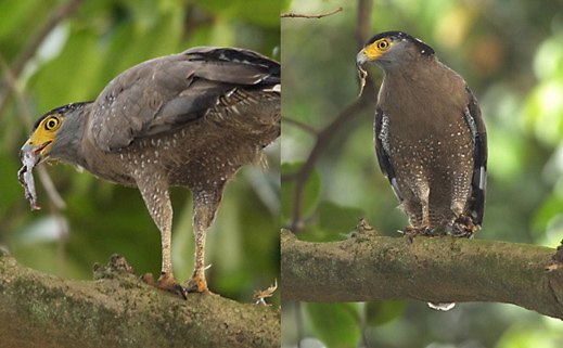 Crested Serpent Eagle: Toad feast