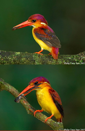 Black-backed, Rufous-backed or Oriental Dwarf Kingfisher?