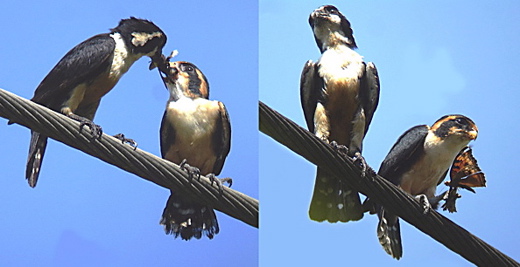 Black-thighed Falconet: Mating and nesting rituals