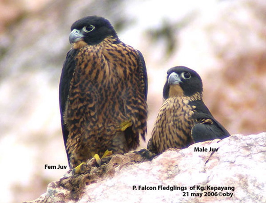 Observations on nesting of Peregrine Falcon in Perak, Malaysia