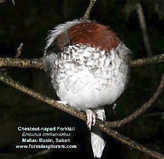 Sleeping Chestnut-naped Forktail