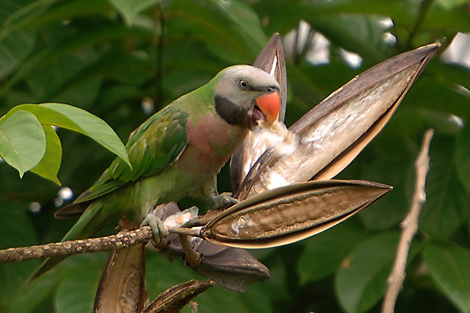 Red-breasted Parakeet and African Tulip seeds