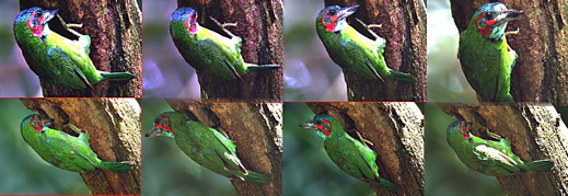 “Hole-in-One” Barbet
