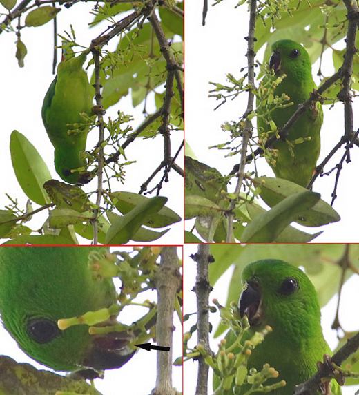 Hanging Parrot: Pollinating mistletoe flowers