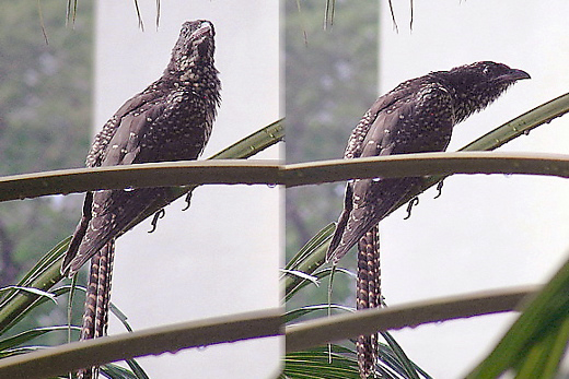 Asian Koel: First recorded begging-call mimicry