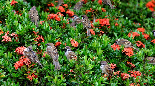 Eurasian Tree Sparrow on ixora plants