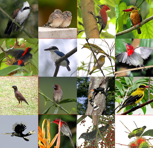 A celebration of birds – Bird Ecology Study Group