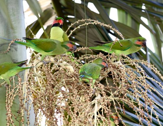 Long-tailed Parakeets eating palm flowers