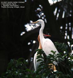 Birding in Bali: 1. White herons of Petulu