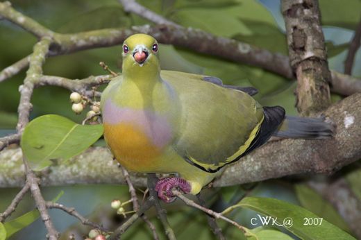 Orange-breasted Green Pigeon sighted in Jurong