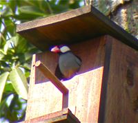 Java Sparrow conservation