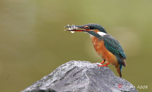 Common Kingfisher catching a prawn