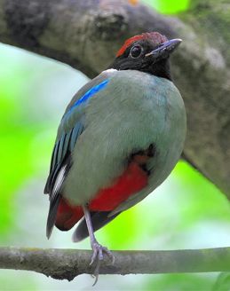 Why does the Hooded Pitta stand on one leg?