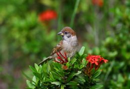 Sparrow’s fledgling and oral flanges