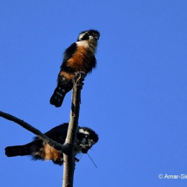 Black-thighed Falconet – large prey hunting behaviour