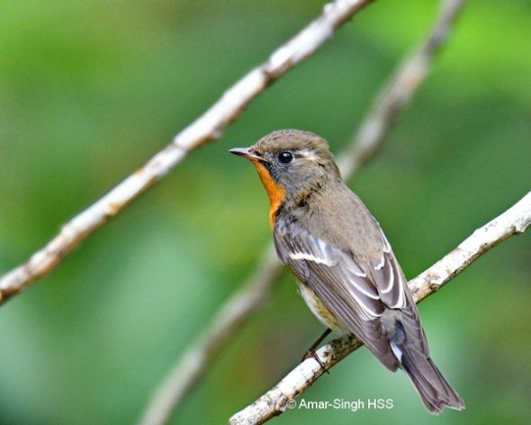 Mugimaki Flycatcher - 1st winter males - Bird Ecology Study Group