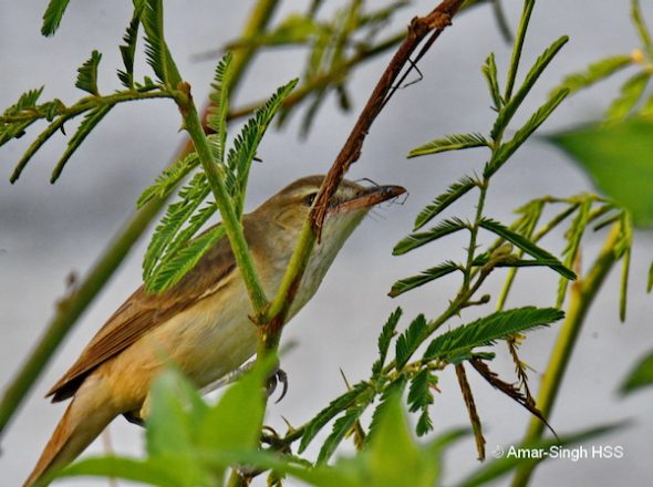 Oriental Reed Warbler – prey and calls - Bird Ecology Study Group