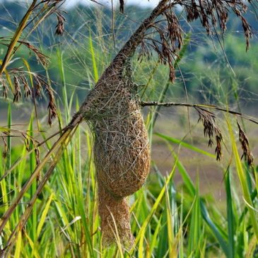 Baya Weaver – less common nesting sites