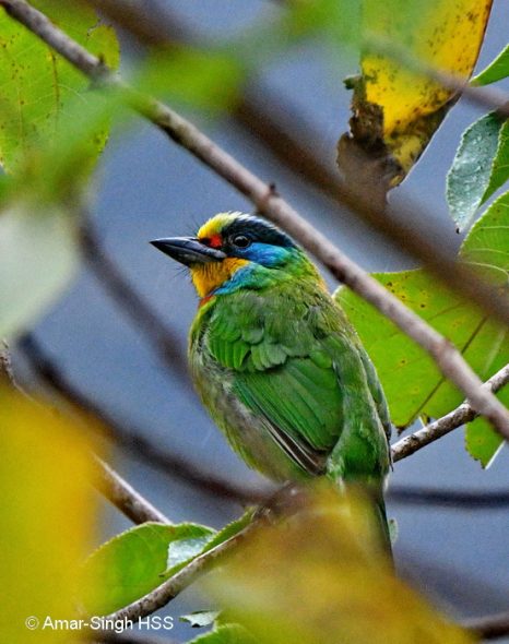 Bird singing contests: A clash of culture and conservation