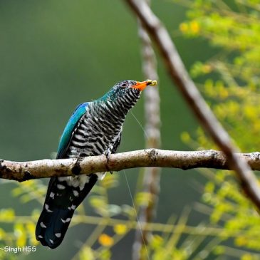 Asian Emerald Cuckoo – feeding strategy