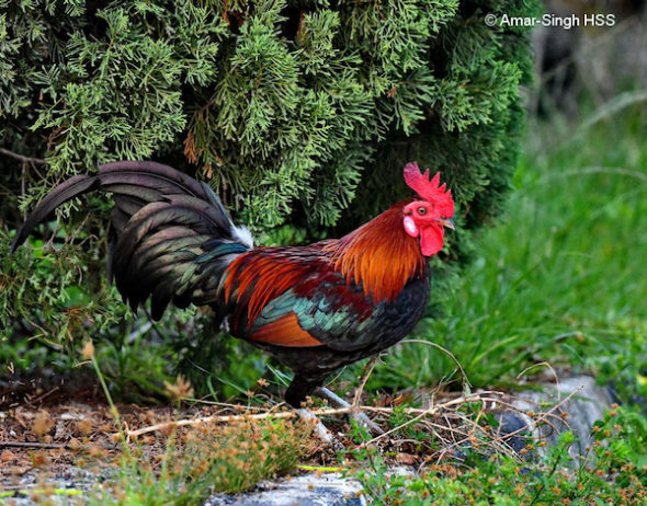 Chicken Make Lousy Housepet