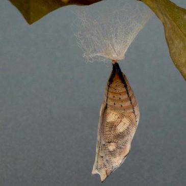 Autumn Leaf butterfly: 4. Caterpillar laying silk prior to pupating