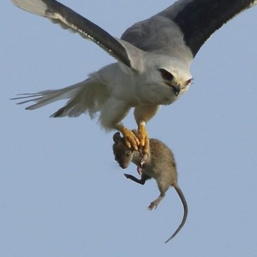 Pellets from Tuas: 7. Black-shouldered Kite hunting mice