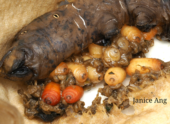 7 Death'sHeadHMoth-parasite-pupa  [JaniceAng]