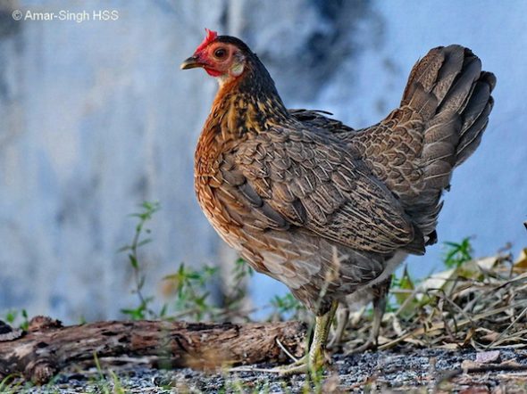 blue jungle fowl