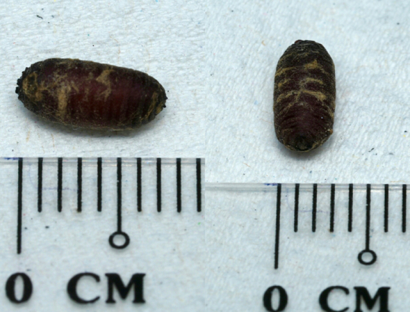 8 Death'sHeadHMoth-cat-parasite-pupa [JaniceAng]