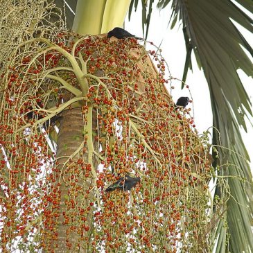 Asian Glossy Starlings feasting on Alexandra Palm fruits