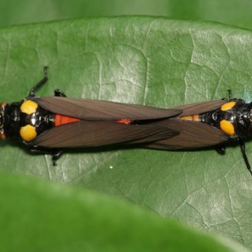 Black and Golden Cicada, Huechys fusca mating